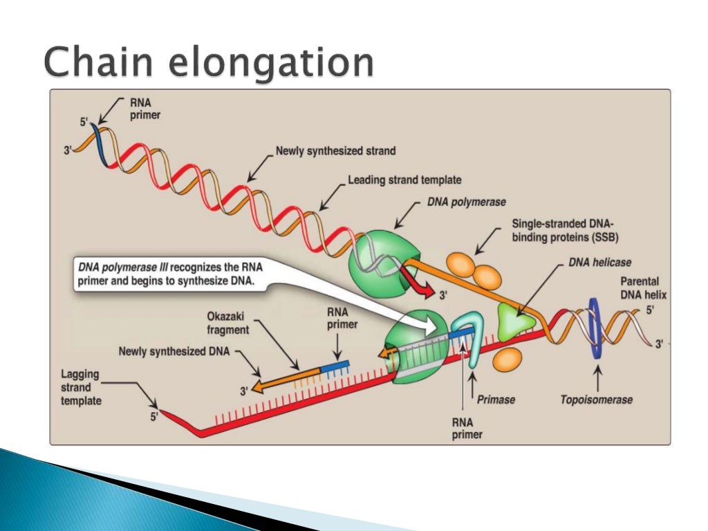 DNA Replication In Prokaryotes