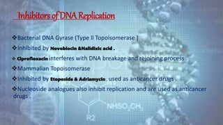 Replication Inhibitor DNA replication | PPTX