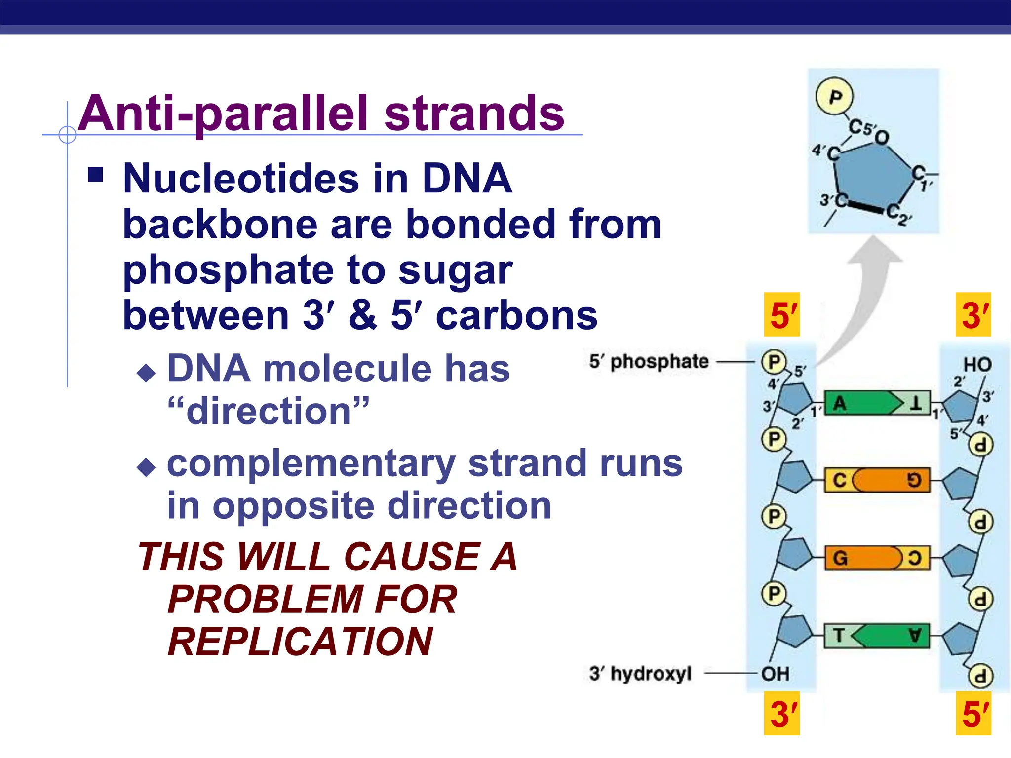 DNA Replication in Prokaryotes and Eukaryotes | PPT