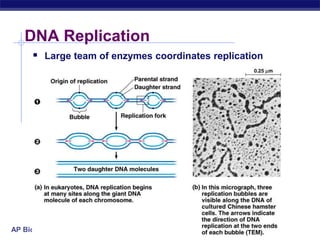 DNA Replication in Prokaryotes and Eukaryotes | PPT