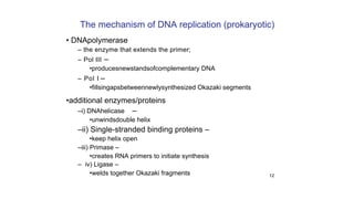 12
The mechanism of DNA replication (prokaryotic)
• DNApolymerase
–
–
•additional enzymes/proteins
–
–i) DNAhelicase
•unwindsdouble helix
–ii) Single-stranded binding proteins –
•keep helix open
–iii) Primase –
•creates RNA primers to initiate synthesis
– iv) Ligase –
•welds together Okazaki fragments
– the enzyme that extends the primer;
– Pol III
•producesnewstandsofcomplementary DNA
– Pol I
•fillsingapsbetweennewlysynthesized Okazaki segments
 