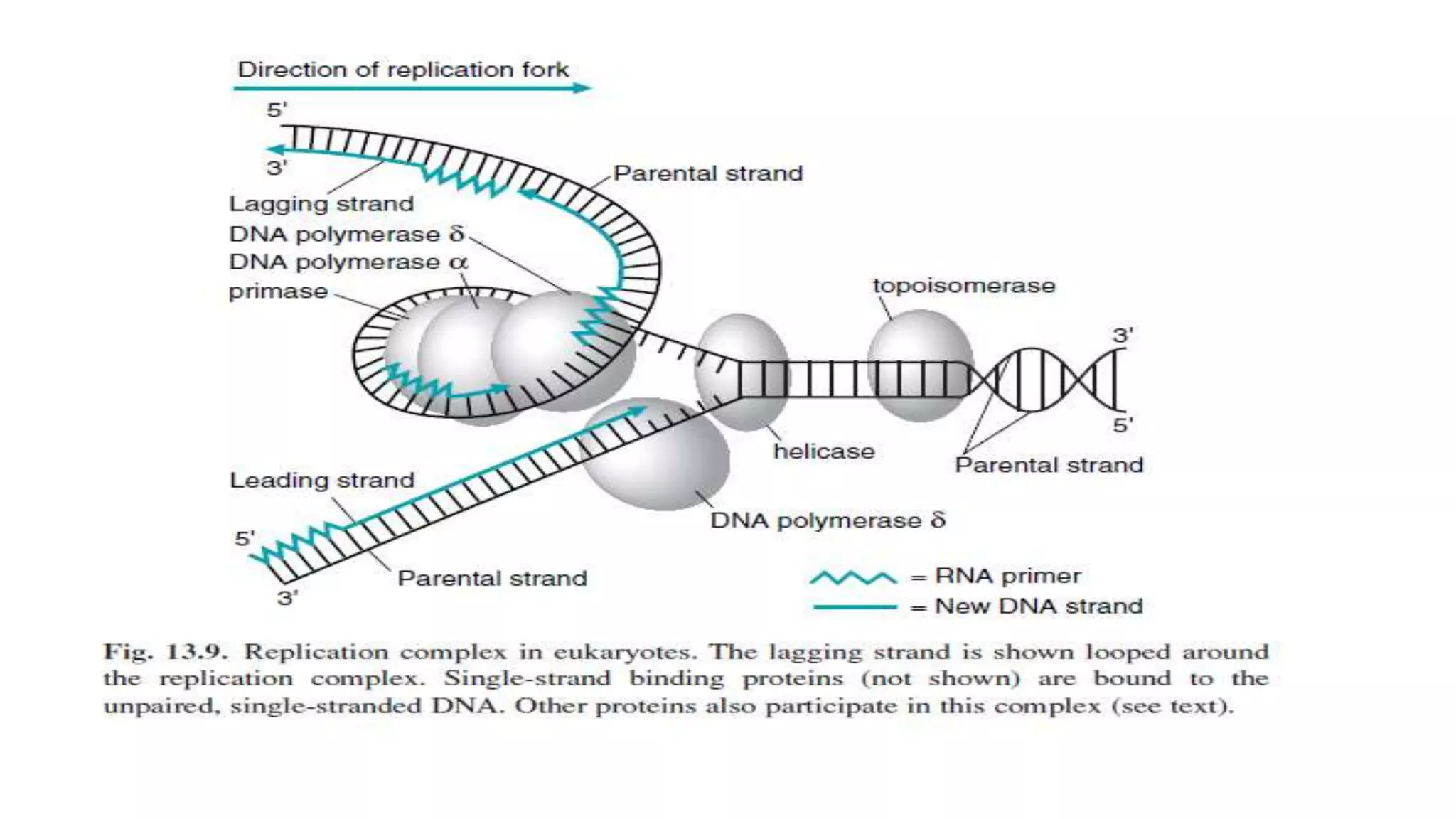 Dna replication 31 | PPT