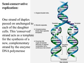Dna Replication Conservative Tube Example DNA replication 4.1.pptxfgfhgvghgjdsgfcvcvbhg | PPTX