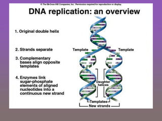 DNA replication of genetic information.ppt