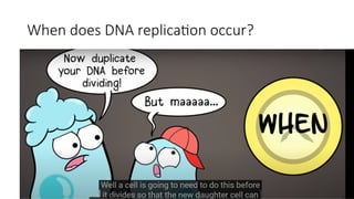 When does DNA replication occur?
 