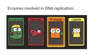 Enzymes involved in DNA replication.
 