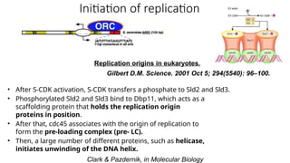 Initiation of replication
Replication origins in eukaryotes.
Gilbert D.M. Science. 2001 Oct 5; 294(5540): 96–100.
• After S-CDK activation, S-CDK transfers a phosphate to Sld2 and Sld3.
• Phosphorylated Sld2 and Sld3 bind to Dbp11, which acts as a
scaffolding protein that holds the replication origin
proteins in position.
• After that, cdc45 associates with the origin of replication to
form the pre-loading complex (pre- LC).
• Then, a large number of different proteins, such as helicase,
initiates unwinding of the DNA helix.
Clark & Pazdernik, in Molecular Biology
 
