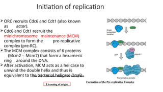 Initiation of replication
ORC recruits Cdc6 and Cdt1 (also known
as actor).
Cdc6 and Cdt1 recruit the
minichromosome maintenance (MCM)
complex to form the pre-replicative
complex (pre-RC).
The MCM complex consists of 6 proteins
(Mcm2 – Mcm7) that form a hexameric
ring around the DNA.
After activation, MCM acts as a helicase to
unwind the double helix and thus is
equivalent to the bacterial helicase DnaB.
Licensing of origin
Clark et. al., in Molecular Biology (Third Edition), 2019
Formation of the Pre-replicative Complex
 