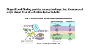 Single Strand Binding proteins are required to protect the unwound
single strand DNA at replication fork or bubble.
 