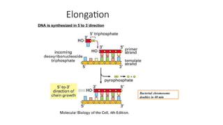 Elongation
DNA is synthesized in 5´to 3´direction
Bacterial chromosome
doubles in 40 min
 