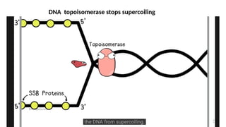 DNA topoisomerase stops supercoiling
 