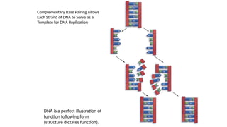 Complementary Base Pairing Allows
Each Strand of DNA to Serve as a
Template for DNA Replication
DNA is a perfect illustration of
function following form
(structure dictates function).
 