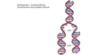 DNA Replication – Something Old and
Something New In Each Daughter Molecule
 