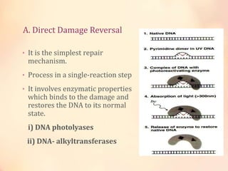 DNA replication and repair | PPTX