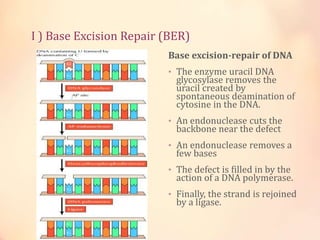 DNA replication and repair | PPTX