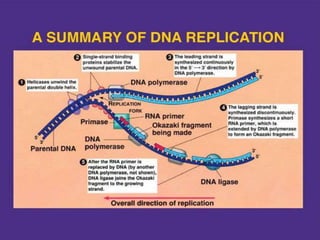 DNA replication and repair | PPTX