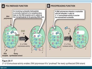 Dna replication and repair | PPT