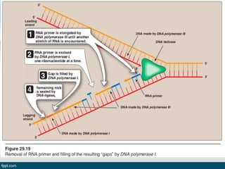 Dna replication and repair | PPT