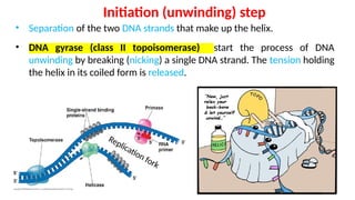 DNA replication and repair (OK) MLT Lecture.pptx