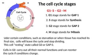 DNA replication and repair (OK) MLT Lecture.pptx