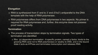 DNA Replication and Transcription.pptx