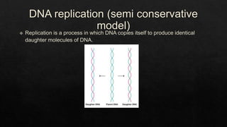 DNA Replication and Transcription.pptx