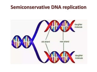 Semiconservative DNA replication
 