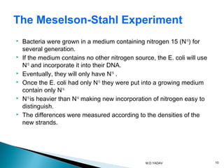  Bacteria were grown in a medium containing nitrogen 15 (N15
) for
several generation.
 If the medium contains no other nitrogen source, the E. coli will use
N15
and incorporate it into their DNA.
 Eventually, they will only have N15
.
 Once the E. coli had only N15
they were put into a growing medium
contain only N14.
 N15
is heavier than N14
making new incorporation of nitrogen easy to
distinguish.
 The differences were measured according to the densities of the
new strands.
The Meselson-Stahl Experiment
10M.D.YADAV
 