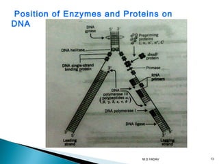 Position of Enzymes and Proteins on
DNA
13M.D.YADAV
 