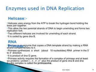 Helicase uses energy from the ATP to break the hydrogen bond holding the
base pair together.
This allow the two parental strands of DNA to begin unwinding and forms two
replication fork.
Two different helicase are involved for unwinding of each strand.
It is coded by gene dna B.
Primase is an enzyme that copies a DNA template strand by making a RNA
strand complementary to it.
Primase synthesizes a short (about 10 nucleotides) RNA primer in the 5’
to 3’ direction.
It is product of dna G gene.
Primase activity requires the formation of a complex of primase and at least
six proteins ( protein i , n , n’ ,n” plus the product of gene dna B and dna
C ),the complex is called the primosome.
Helicase:-
RNA
Primase:-
14M.D.YADAV
 