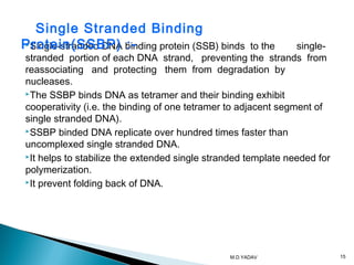 Single-stranded DNA binding protein (SSB) binds to the single-
stranded portion of each DNA strand, preventing the strands from
reassociating and protecting them from degradation by
nucleases.
The SSBP binds DNA as tetramer and their binding exhibit
cooperativity (i.e. the binding of one tetramer to adjacent segment of
single stranded DNA).
SSBP binded DNA replicate over hundred times faster than
uncomplexed single stranded DNA.
It helps to stabilize the extended single stranded template needed for
polymerization.
It prevent folding back of DNA.
Single Stranded Binding
Protein(SSBP) :-
15M.D.YADAV
 