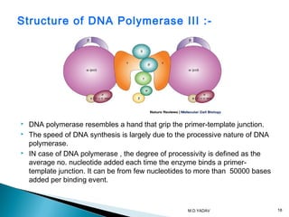  DNA polymerase resembles a hand that grip the primer-template junction.
 The speed of DNA synthesis is largely due to the processive nature of DNA
polymerase.
 IN case of DNA polymerase , the degree of processivity is defined as the
average no. nucleotide added each time the enzyme binds a primer-
template junction. It can be from few nucleotides to more than 50000 bases
added per binding event.
Structure of DNA Polymerase III :-
18M.D.YADAV
 