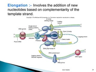 Elongation :- Involves the addition of new
nucleotides based on complementarity of the
template strand.
24M.D.YADAV
 