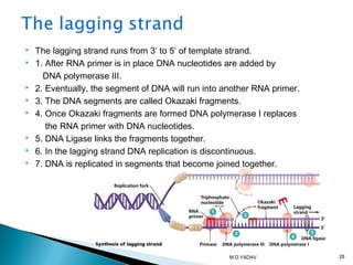  The lagging strand runs from 3’ to 5’ of template strand.
 1. After RNA primer is in place DNA nucleotides are added by
DNA polymerase III.
 2. Eventually, the segment of DNA will run into another RNA primer.
 3. The DNA segments are called Okazaki fragments.
 4. Once Okazaki fragments are formed DNA polymerase I replaces
the RNA primer with DNA nucleotides.
 5. DNA Ligase links the fragments together.
 6. In the lagging strand DNA replication is discontinuous.
 7. DNA is replicated in segments that become joined together.
28M.D.YADAV
 