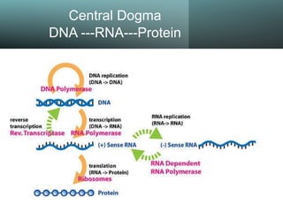 Central Dogma
DNA ---RNA---Protein
 