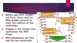 DNA Replication | PPTX