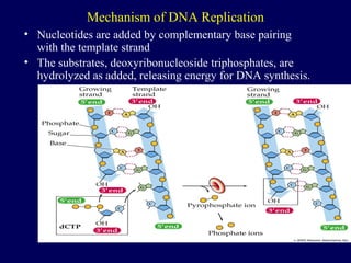 DNA Replication | PPT