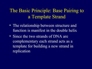 DNA Replication | PPT