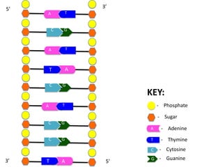 5’

3’
T

A

C

G

A

T

T

A

C

G

KEY:
- Phosphate

T

A

- Sugar
C

G
A

C

T

G

- Adenine
- Thymine

C

3’

T

A

5’

- Cytosine

G

- Guanine

 