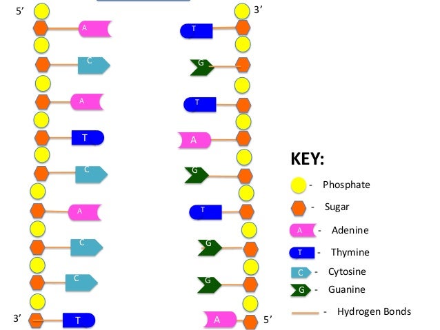 dna replication devondubensky