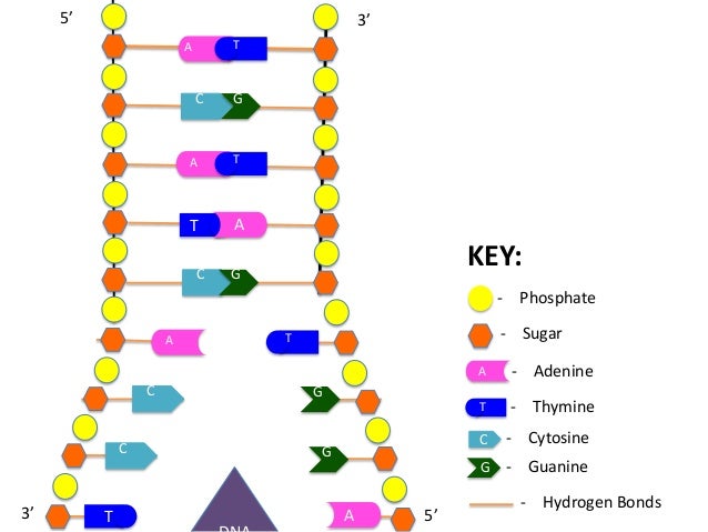 dna replication devondubensky