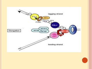 Dna Replication Eukaryotes Pptx