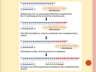 Dna replication eukaryotes