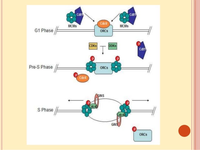 Where Does Dna Replication Occur In Eukaryotes