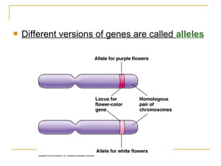  Different versions of genes are called alleles