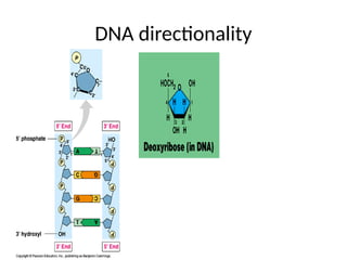 Deoxyribonucleic acid and ribonucleic acid replication | PPTX