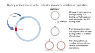 DNA replication and enzymes for replication I.pptx