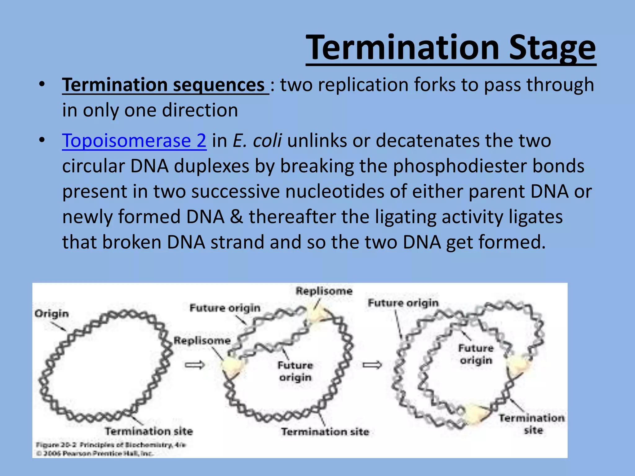 Dna Replikation Bei E Coli DNA replication in E.coli