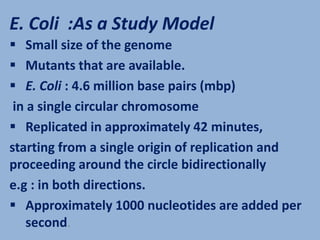 DNA replication in E.coli