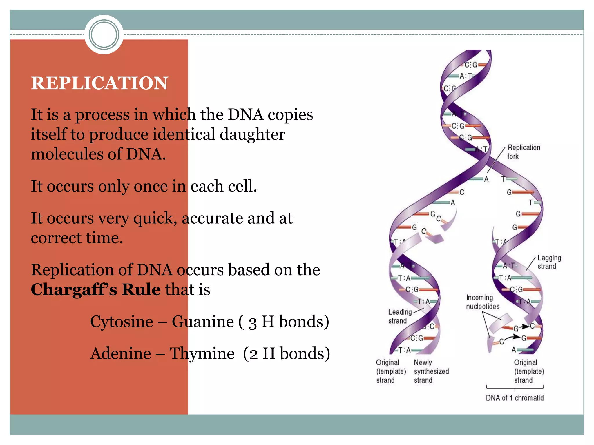 Dna replication in eukaryotes pptx